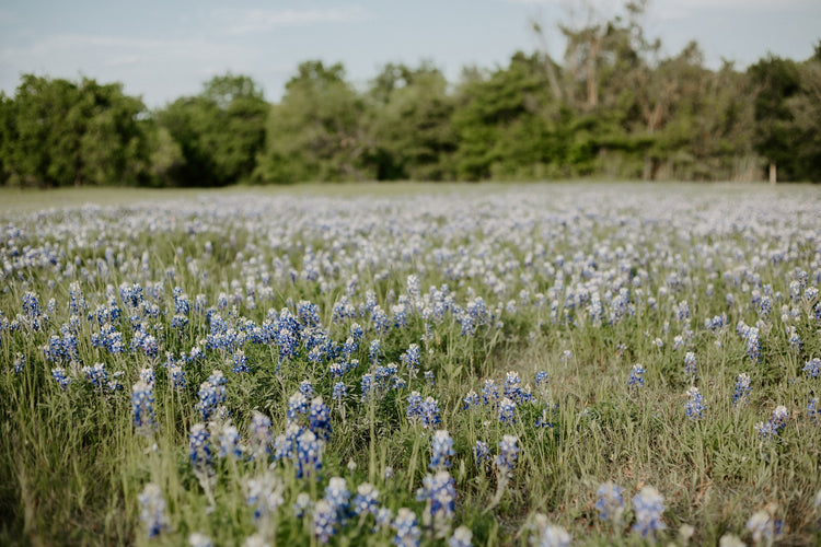 Spring Flowers