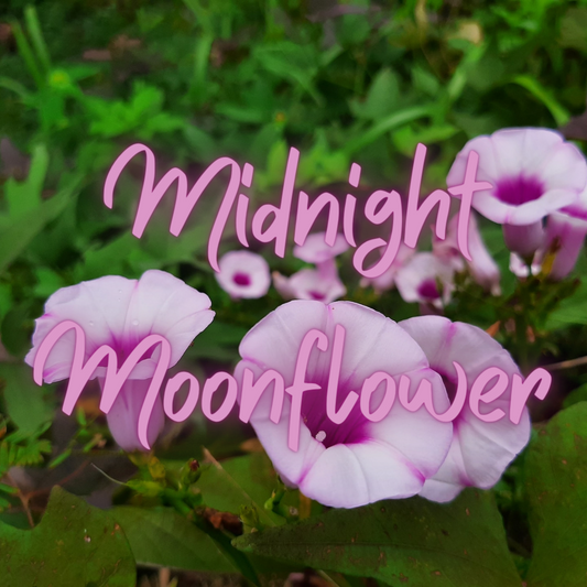 Midnight Moonflower
